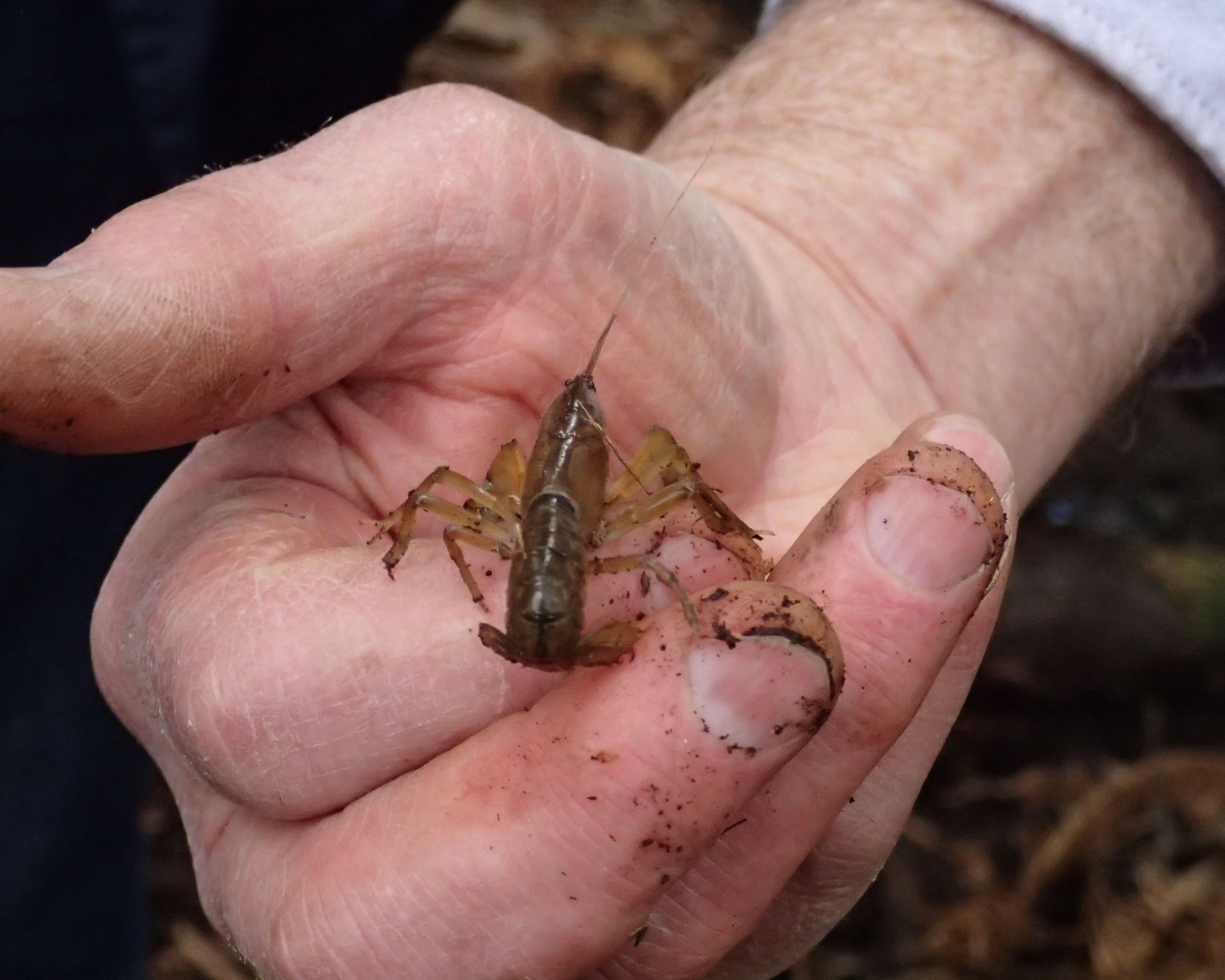 A small Central North burrowing crayfish walks along the fingers of a man’s hand. Photo: Clare Hawkins.