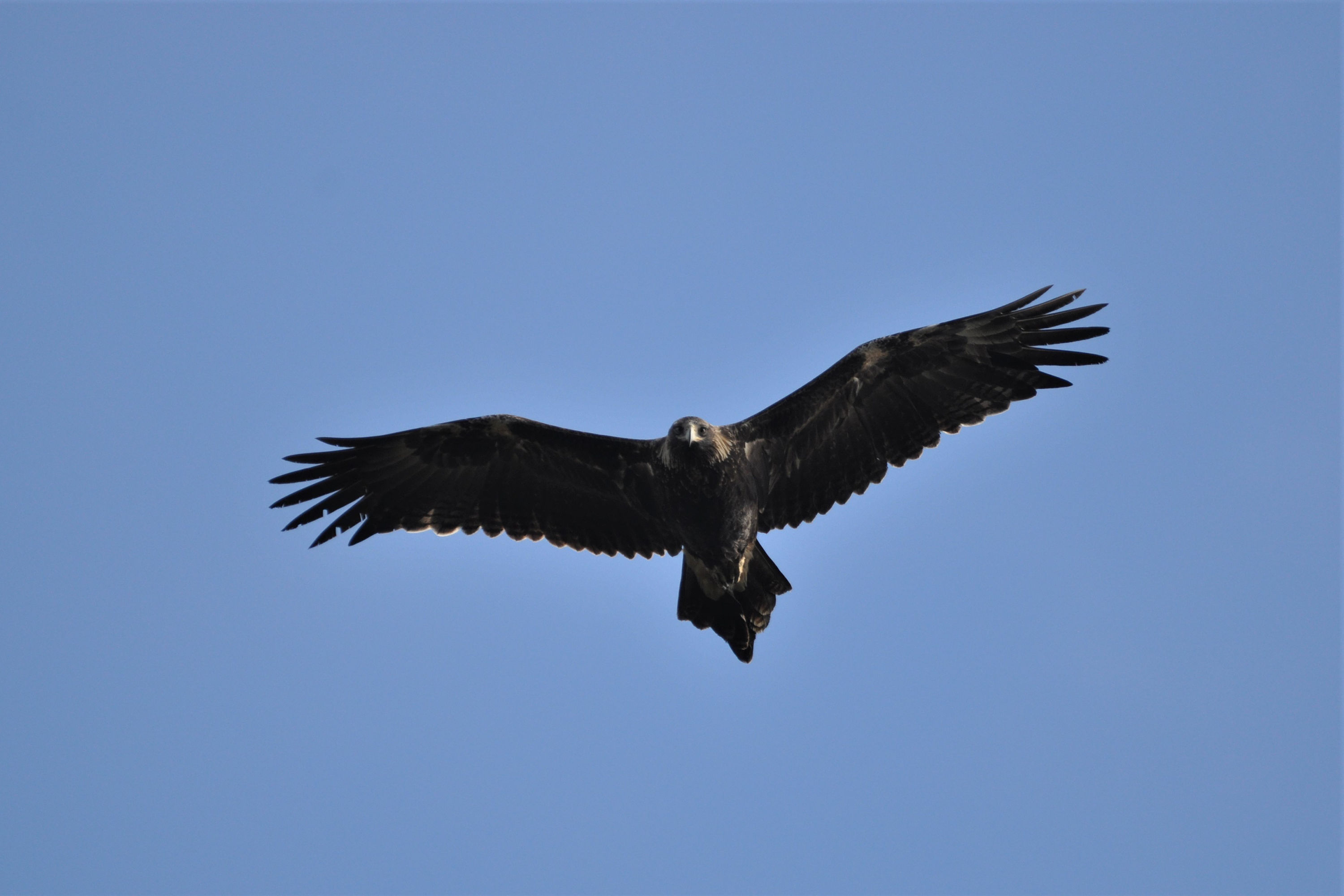 A wedge-tailed eagle flying above looks down at the photographer. It is very dark against the blue sky but we can just make out the pale nape of its neck, indicating that it is a younger bird. Photo: Stephen Anstee.