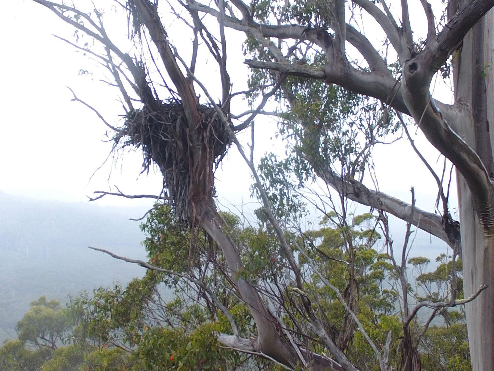 An eagle nest in the fork of a large eucalypt tree. It is perhaps more than 1 m diameter—nests can get even bigger than this. Never approach a nest within 1000 m line of sight during the breeding season (approximately June/July to January/February). Photo: James Pay.