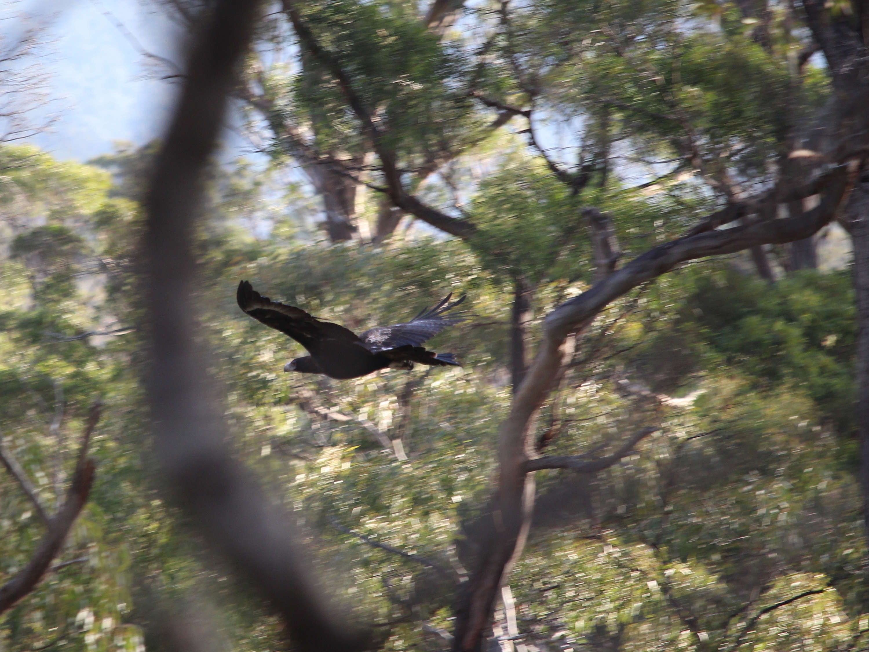 A wedge-tailed eagle flies low through forest trees. We can see the wedge shape of its tail. Photo: Stewart Ralph.