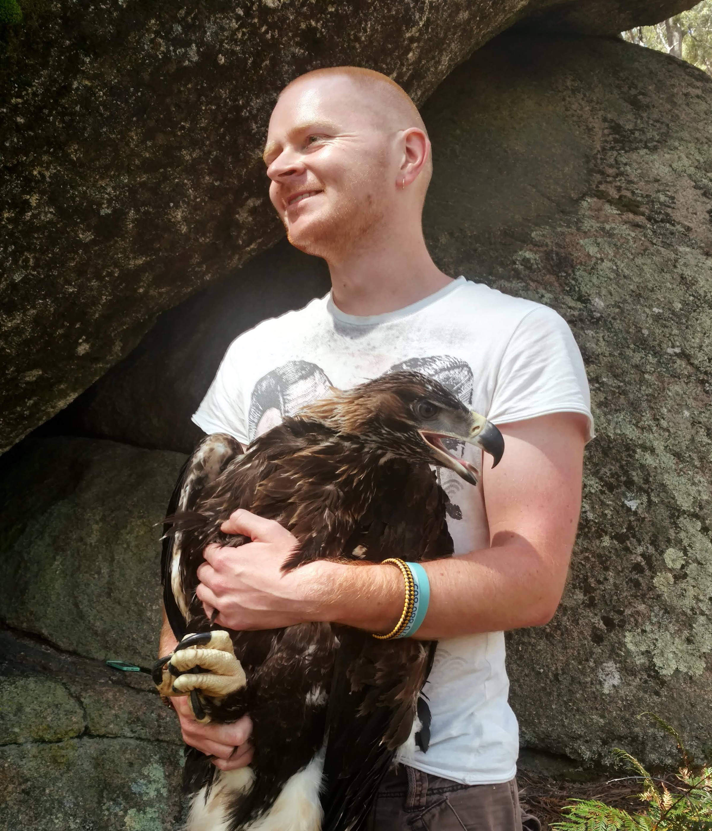University researcher James Pay holds a temporarily captured young wedge-tailed eagle in order to place a GPS tracker on it, in the first study of Tasmanian wedge-tailed eagle movement ecology. Photo: James Pay.