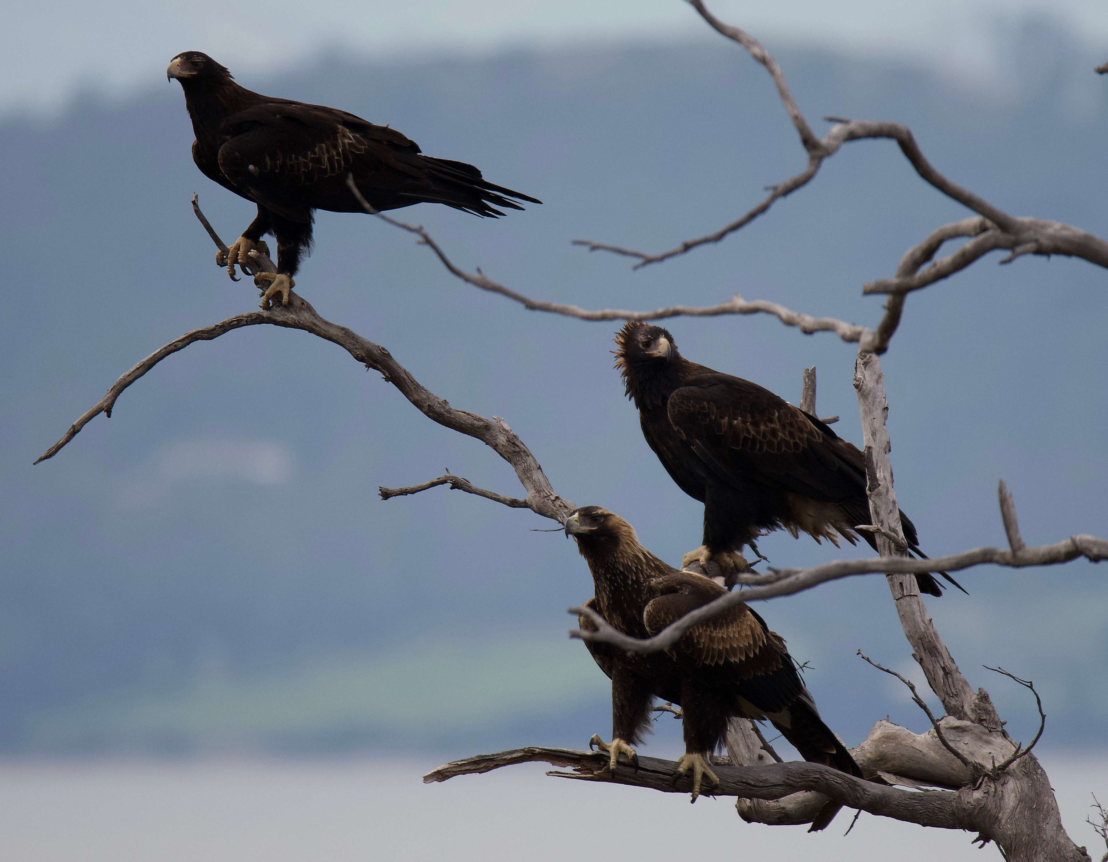 Close view of a family of three wedge-tailed eagles standing on dead branches of a tree, all facing to the left of the picture although one is looking towards the right. In the background, out of focus, is a stretch of water with a hill rising up behind them. Photo: Peter Vaughan.
