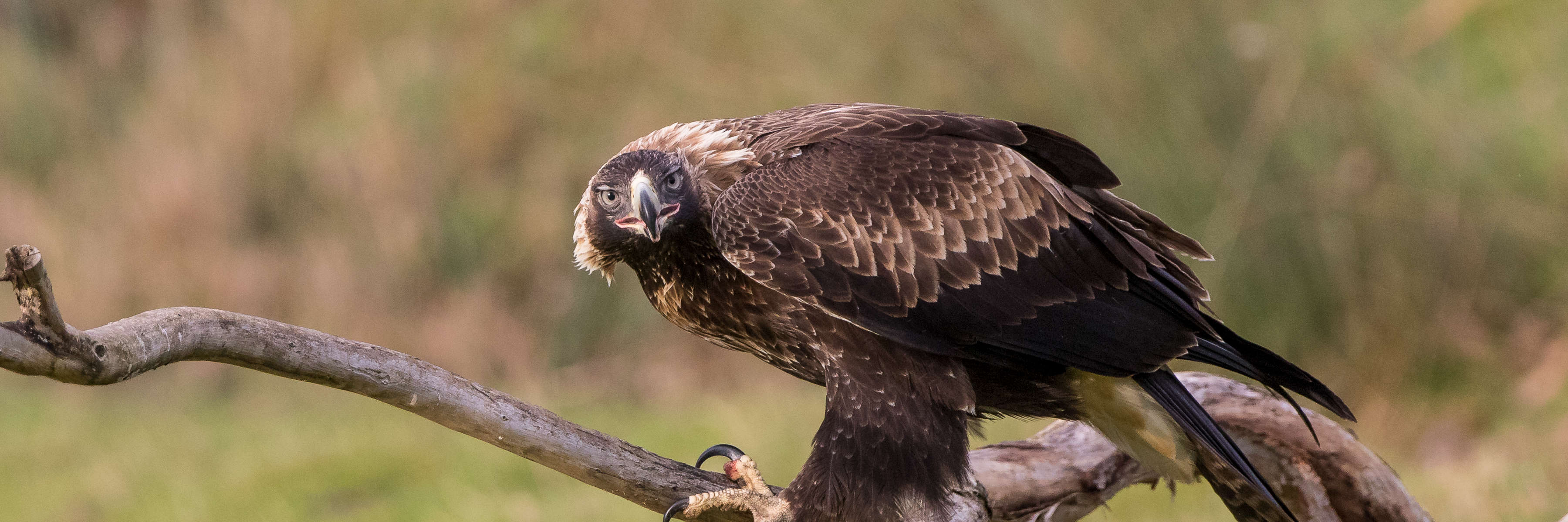 Close view of a wedge-tailed eagle on a dead branch, with head lowered, staring at the camera. Out of focus in the background is green grass and other vegetation. Photo: Alfred Schulte, taken at Inala on Bruny Island.