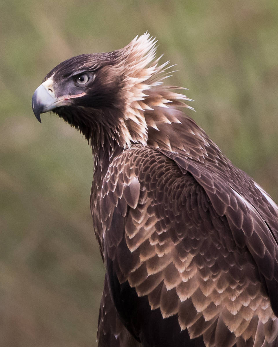 Close-up of a wedge-tailed eagle facing to the left of the picture, with out-of-focus vegetation in the background. The feathers of the nape of its neck, which are pale, indicating its young age, are ruffled up by the wind. Photo: Alfred Schulte, taken at Inala on Bruny Island.