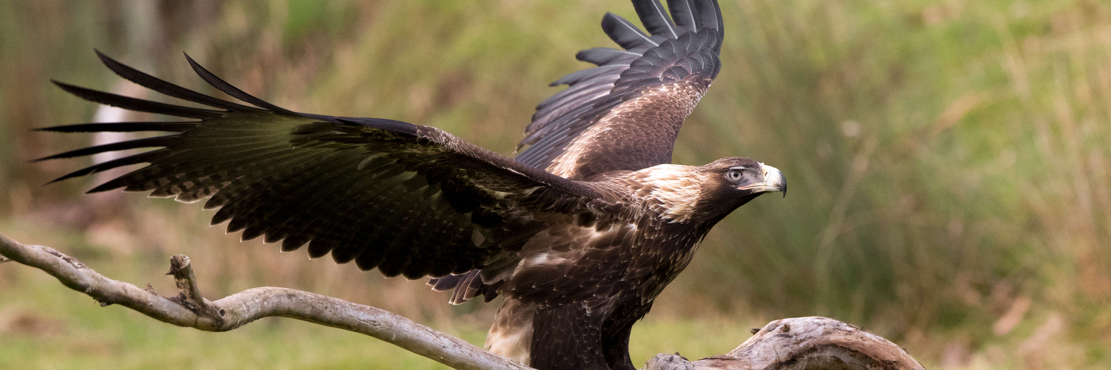 Close-up of a wedge-tailed eagle alighting on a dead branch. In the background, out of focus, are grass, reeds and a little forest.Its wings are still outstretched. The pale feathers on the nape of its neck indicate that it is a young bird. Photo: Alfred Schulte, taken at Inala on Bruny Island.